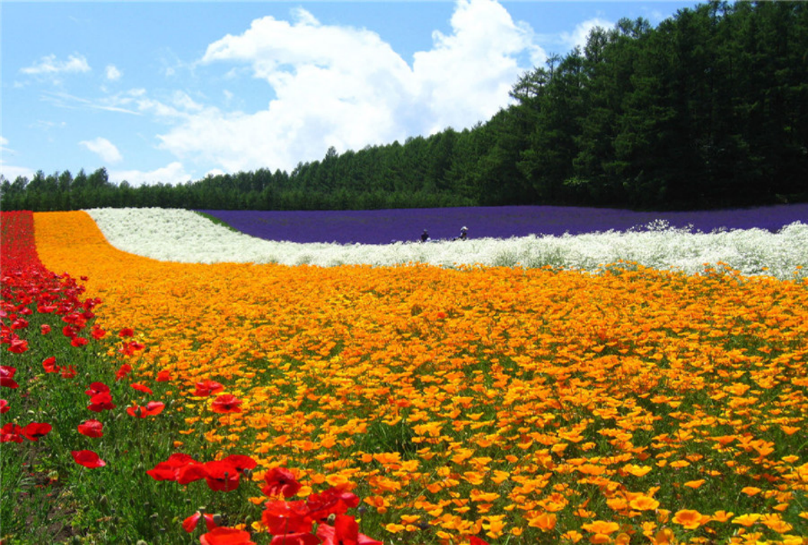 花海案例賞析