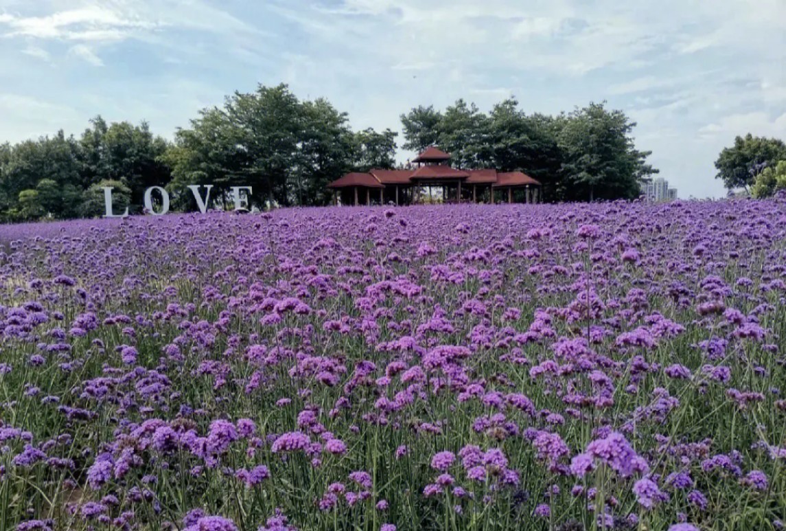 哪些品種適合做花海植物?