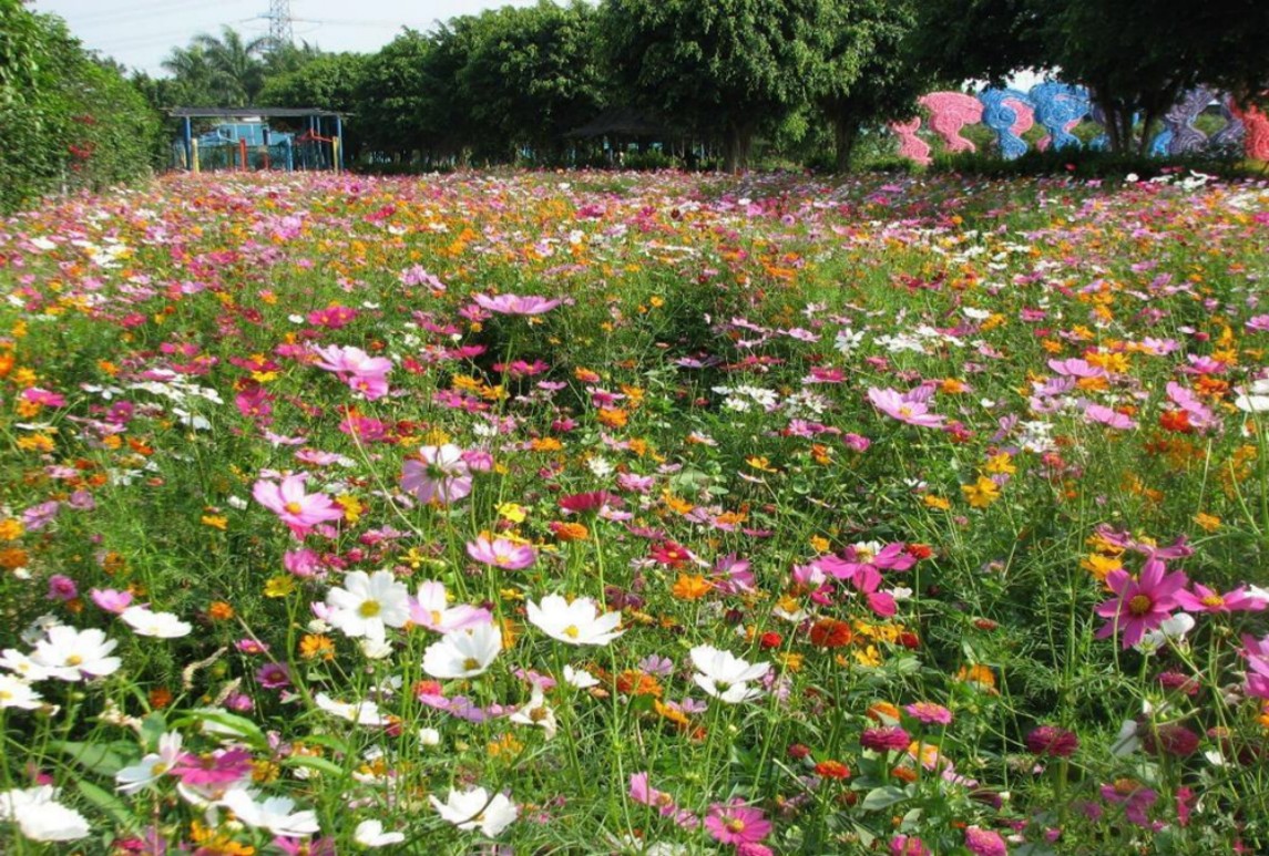 快速建植組合-彩虹花潮