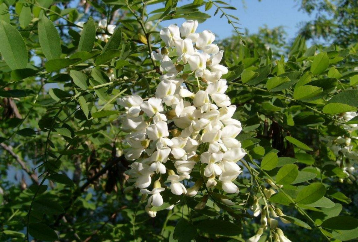 國槐-Sophora japonica Linn.