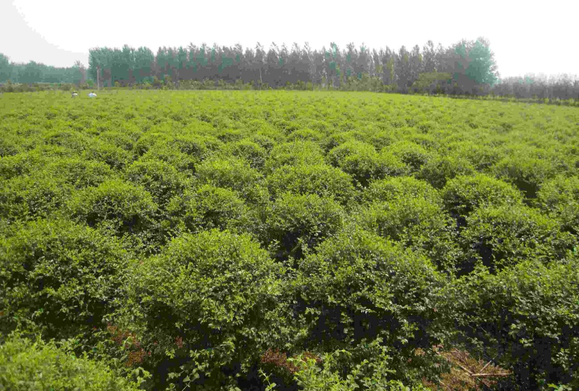 小葉女貞-Ligustrum quihoui Carr.