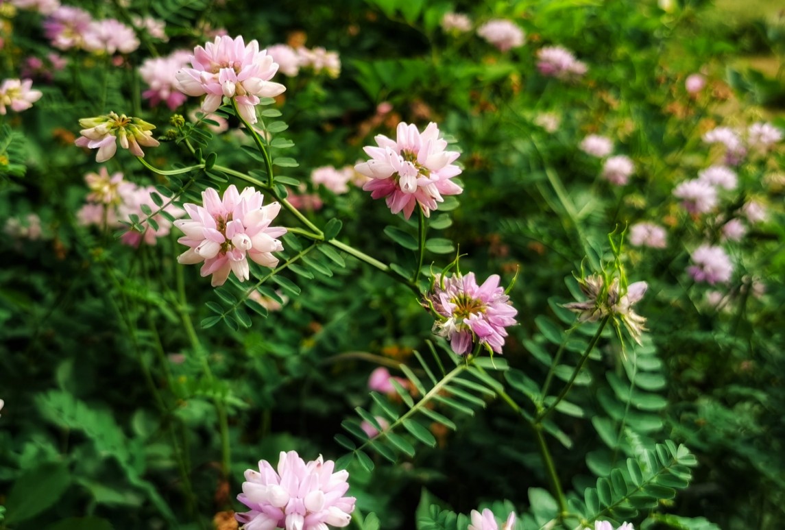 小冠花-Coronilla varia L.