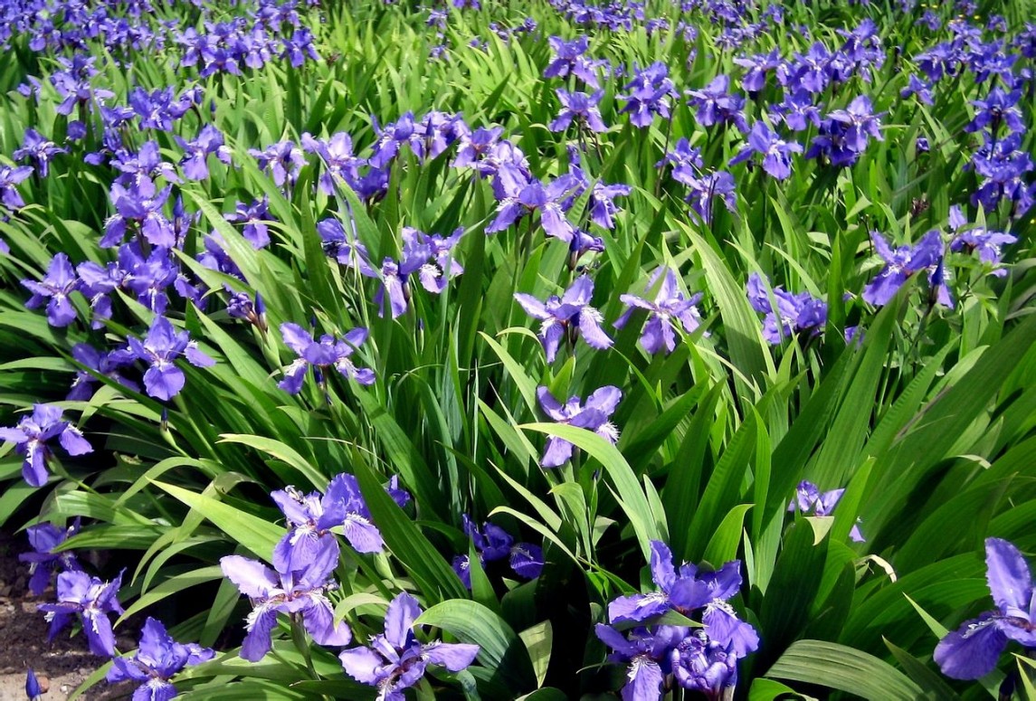 藍(lán)花鳶尾